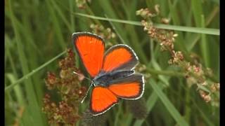 Schmetterlinge  kleine Wunder der Natur [upl. by Feil]