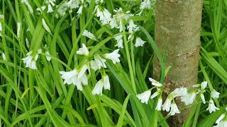 ThreeCornered Garlic [upl. by Harned]