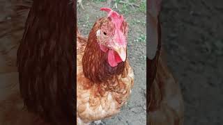 Murgi dana khane ke intajaar mai shortvideo ytstudieo chicken youtubeshorts youtube ytshorts [upl. by Leshia]