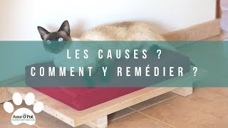 Pourquoi mon chat miaule la nuit   Assur OPoil [upl. by Ahsiem]