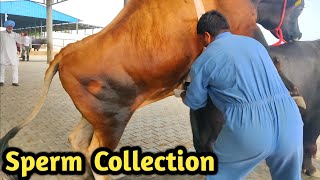 How Collect semen Of Bull  Bovine Sperm Station IndiaFarming Technology [upl. by Avad]