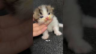 Kitten timelapse day 1 to 180 days Moy version cat kucinglucu kucing kitten timelapse [upl. by Miharbi363]