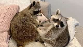 Pet Raccoons become Best Friends [upl. by Grover]