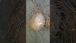 Dioscorea bulbiferagardening nature youtube 1k garden shortsfeed shorts subscribe [upl. by Brodsky478]