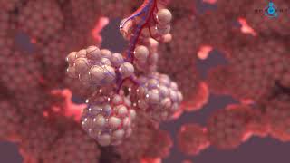 Alveoli 3D Medical Animation [upl. by Aiuqenehs261]