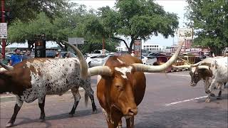 FORT WORTH STOCKYARDS CATTLE DRIVE  DALLAS TEXAS [upl. by Ladnor704]