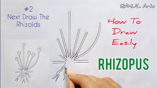 How to draw Rhizopus  Spore Formation  labelled diagram of Rhizopus [upl. by Noryt378]