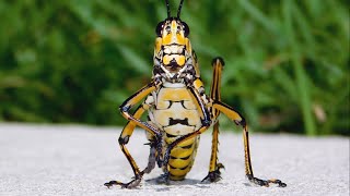 Eastern lubber grasshopper up close  Mississippi Wildlife [upl. by Ettenrahc]