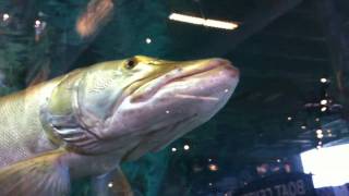 Huge Muskie at Bass Pro Shops [upl. by Miru]