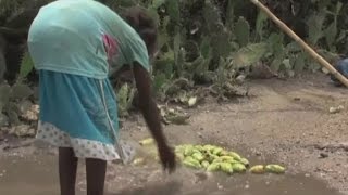 Madagascar La sécheresse menace le sud de la grande île [upl. by Llain]