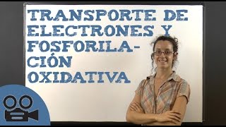 Transporte de electrones y fosforilación oxidativa [upl. by Dleifrag162]