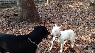 Bull Terrier Vs Rottweiler Stand off [upl. by Aicinod]