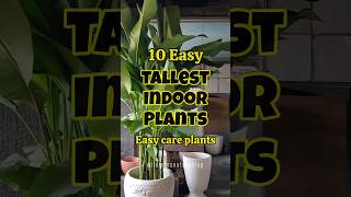 Best tallest indoor plants  tall plants for home shortvideo shorts houseplants [upl. by Aldus]