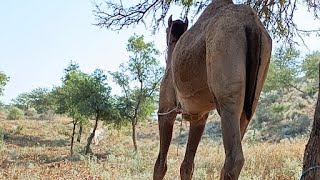 Teerath Salhuani Vlogs is live Camel🐫 eating grass at fieldHow to eat camel in desertCamel eating [upl. by Mcclure]