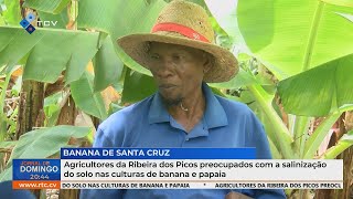 Agricultores da Ribeira dos Picos preocupados com salinização do solo em culturas de banana e papaia [upl. by Britney]