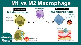 M1 vs M2 macrophage  Macrophage Subtypes  clinical importance of M1 and M2 macrophage [upl. by Nosloc67]