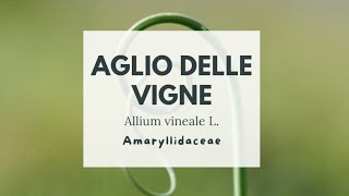 AGLIO DELLE VIGNE  Allium vineale L  WILD GARLIC [upl. by Nnylyt]