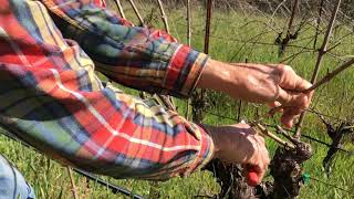 In the Vineyard Spring Pruning [upl. by Yarahs]