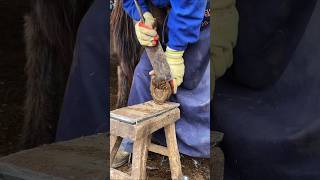 Horse hoof repair amp Cutting horseshoes repair hoof horseshoes cutting horse [upl. by Hako]