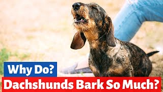 Why do Dachshunds Bark all the Time How to Stop Them [upl. by Seamus966]