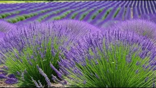 How to Grow Lavender from Seed A StepbyStep Guide [upl. by Nohtan]