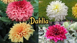 Annual Flower Show 2019  Dahlia FlowerThe Agri  Horticultural Society Of India [upl. by Zeena590]