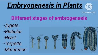 Embryogenesis in plant  Different stages  Plant developmental  class 12  csirnet life science [upl. by Ytisahcal849]