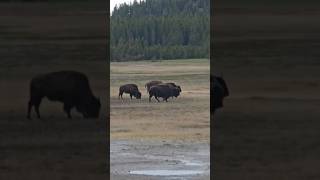 Bisons Yellowstone [upl. by Nelhsa788]