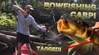 Bowfishing a MONSTER TAGGED CARP Hunting Pest Fish in Inland Waterway [upl. by Ainoval]