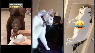 Cute Cats 😅 funny cats talking 🐱 CazyFunnyCats Part 9865 [upl. by Einnos]