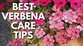 Verbena Lovers Grow Bigger Healthier Plants with These Tips 😉 [upl. by Coke984]