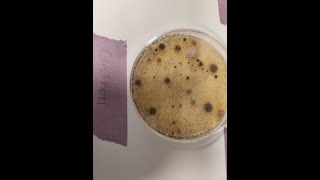 Petri dish experiment for science fair [upl. by Teillo]