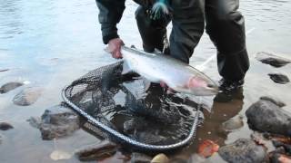 Denise Maxwell with Bulkley River Steelhead [upl. by Adnolat]