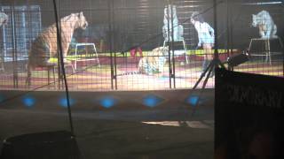 Shrine Circus Tigers 2012 pt 4 [upl. by Anileba]