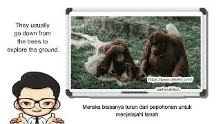 Audio 15 Hal 39 Part 1 Orangutan English For Nusantara 9 [upl. by Edette]