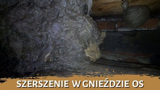 Szerszenie w gnieździe os  usuwanie gniazda  likwidacja gniazda  gniazdo szerszeni [upl. by Lessur]