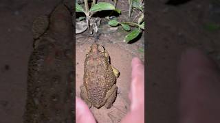 Catch a toad funny videos youtubeshort frog shortvideo wildlife toad funnyvideo [upl. by Eelsnia]