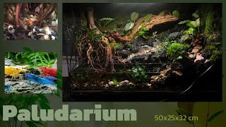 Paludarium quoteternal waterfallquot 🌿 50x25x32 cm  detailed setup [upl. by Nilesoy699]