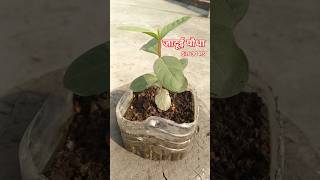 जादूई पौधा magic plant how to grow guava plants at home using unique Technique forfarming shorts [upl. by Sukul]