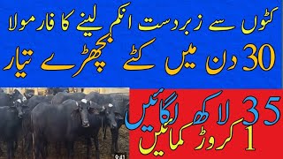 30 days result of katta bachra farming in pakistan 1600 gram weight gain katta bachra farming idea [upl. by Gunther]