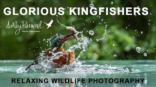 Photographing Kingfishers A day to relax [upl. by Frisse971]