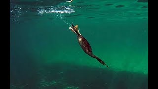 Shag hunting fish Cormorant [upl. by Philipps109]