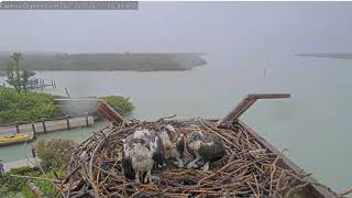 2024 06 12 Captiva Osprey Cam [upl. by Nogas]