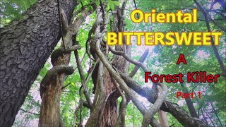 Oriental Bittersweet The FOREST KILLER Invasive Plant bittersweet invasivespecies [upl. by Ahseet131]