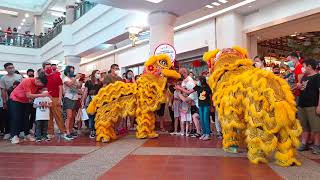 1 Utama  Traditional Lion Dance 2022 by Kwong Ngai [upl. by Inaffets]