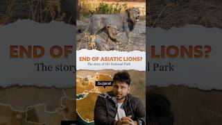 🤔Why Asiatic Lions 🦁live only in Gujarat 🤔 Gir National Park [upl. by Elfie]