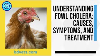 Understanding Fowl Cholera Causes Symptoms and Treatment [upl. by Pickar150]