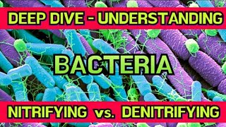 Truly Understanding Nitrifying vs Denitrifying Bacteria amp The Effects on Aquarium Plants amp Fish [upl. by Nowyt]