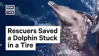 Fishermen Save Dolphin Caught in Tire Off Philippines Coast [upl. by Lyrak]