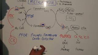 Mecanismo de Accion del Metronidazol mauroentropico [upl. by Repotsirhc]